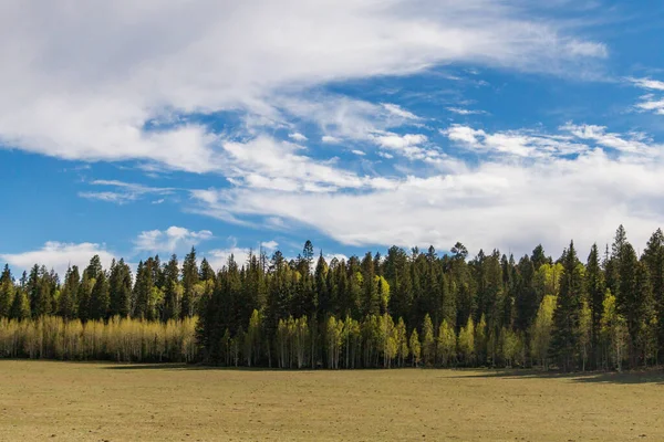 Paysage Une Forêt Sapins Une Prairie Sèche Sous Ciel Bleu — Photo