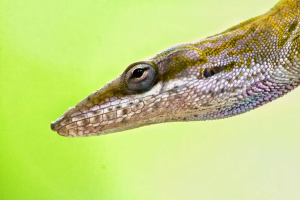 阿诺尔蜥蜴的头部在绿色背景上的特写镜头 — 图库照片