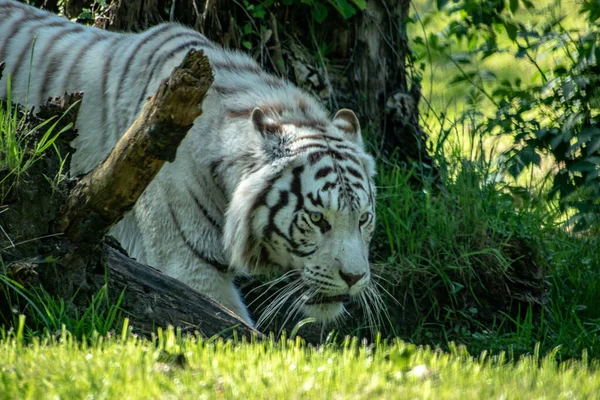 Vacker Vit Tigerjakt Skog — Stockfoto