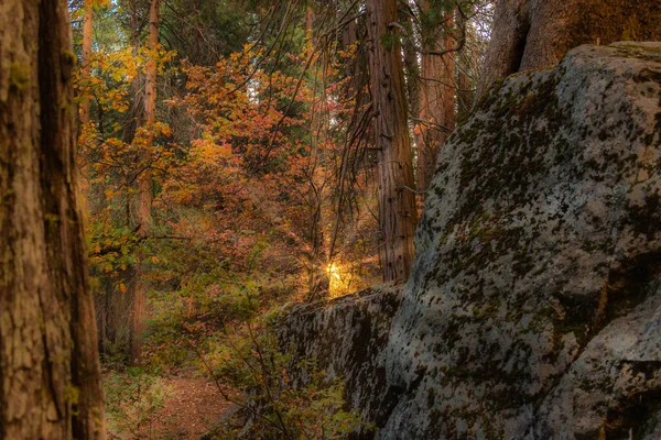一道迷人的太阳光穿过一片森林中的金黄的树林 — 图库照片
