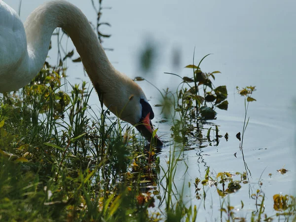 Foco Seletivo Cisne Branco Adulto Bebendo Margem Lago — Fotografia de Stock