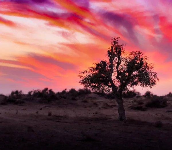 Samotne Drzewo Stojące Samotnie Podczas Zachodu Słońca Pustyni Tharparkar Sindh — Zdjęcie stockowe