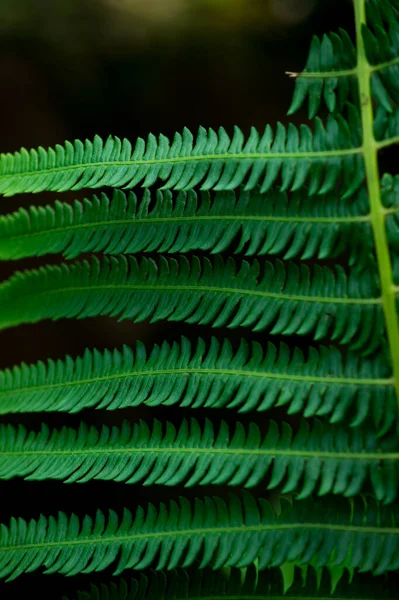 Tiro Vertical Fern Leav — Fotografia de Stock