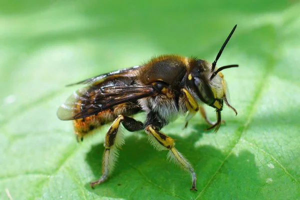 Крупный План Европейской Шерстяной Пчелы Сидящей Зеленом Листе Anthidium Manicatum — стоковое фото