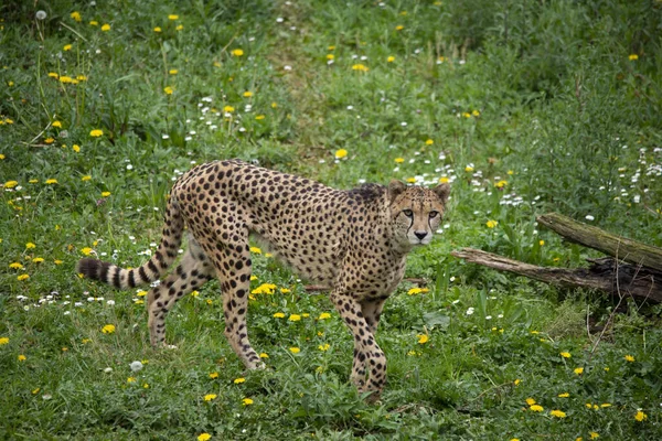 Chita Andando Pela Natureza Marcando Território Mamífero Terrestre Mais Rápido — Fotografia de Stock