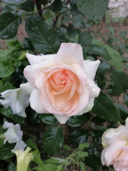 Közelkép Egy Virágzó Rózsáról Kertben — Stock Fotó