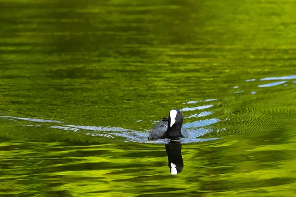 Coot Nadando Sozinho Lago Verde Brilhante Com Seu Reflexo Abaixo — Fotografia de Stock