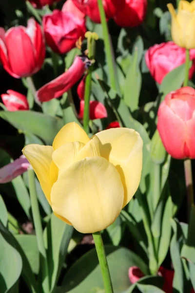 Eine Nahaufnahme Schöner Bunter Tulpen Einem Garten Sydney Nsw Australien — Stockfoto