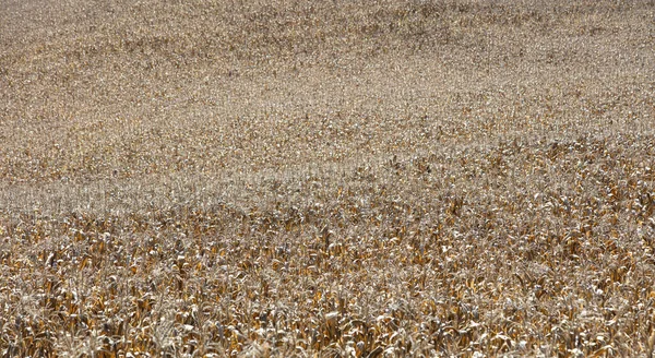 Een Dor Korenveld Verhite Zomer — Stockfoto