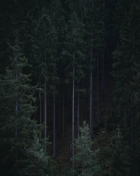 A vertical shot of a dark scary forest with tall trees