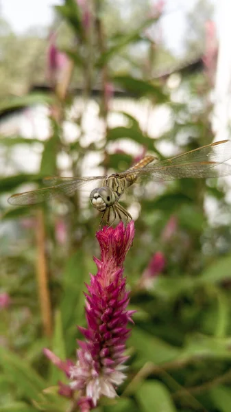 Closeup Shot Dragonfly Celosia Argentea Flower — Stock Photo, Image