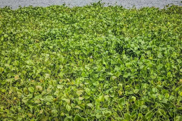 Närbild Gröna Växter Dagtid — Stockfoto