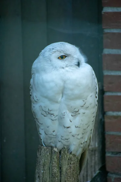 Sebuah Tembakan Closeup Dari Burung Hantu Kutub Putih — Stok Foto