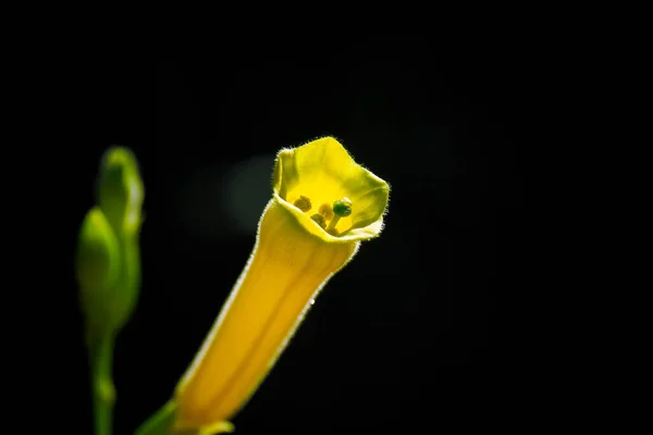 Zbliżenie Żółtego Kwiatu Nicotiana Glauca Ciemności — Zdjęcie stockowe