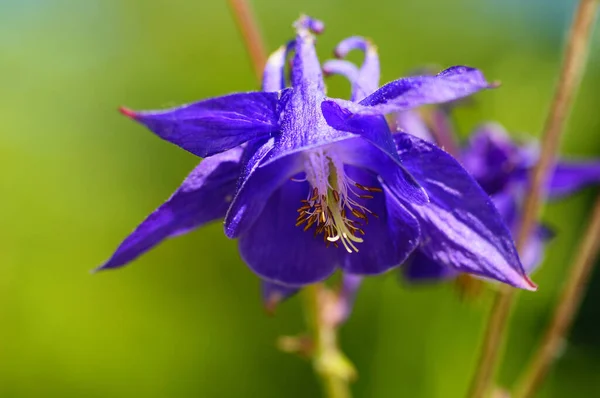 Κοντινό Πλάνο Του Λουλουδιού Μιας Μπλε Κολομπίνας Στον Βοτανικό Κήπο — Φωτογραφία Αρχείου