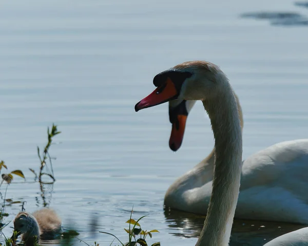 Selective Focus Two Adult White Swan Chick Floating Lakeshore — Stock Photo, Image