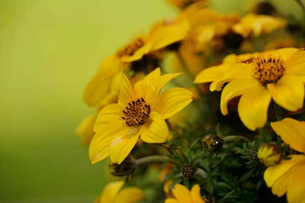 Bahçedeki Güzel Sarı Biden Çiçeklerinin Yakın Çekimi — Stok fotoğraf