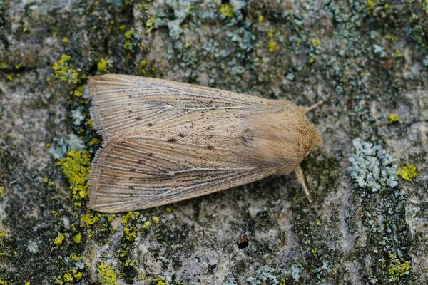 Detailed Dorsal Closeup Obscure Wainscot Moth Leucania Obsoleta Piece Wood — Stock Photo, Image