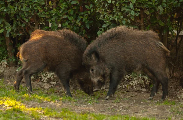 Два Кабана Sus Scrofa Сражаются Природе — стоковое фото