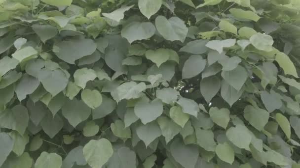 Uma Filmagem Folhas Arbusto Vento Filmado — Vídeo de Stock