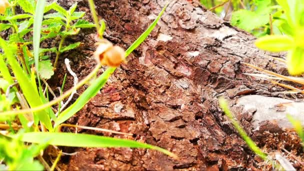Μια Κοντινή Λήψη Μυρμηγκιών Κήπου Που Περπατούν Ενεργά Κορμό Δέντρου — Αρχείο Βίντεο