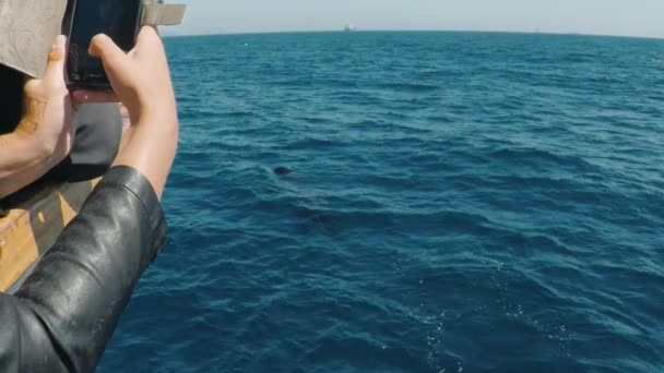 Δελφίνι Βλέποντας Σχηματίζουν Ένα Σκάφος Στην Tarifa Ισπανία — Αρχείο Βίντεο