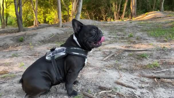 Tiro Bulldog Francês Preto Respiração Pesada Depois Jogar Parque Pôr — Vídeo de Stock