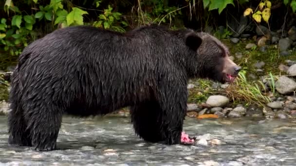 Tiro Urso Marrom Comendo Peixe Enquanto Estava Costa — Vídeo de Stock