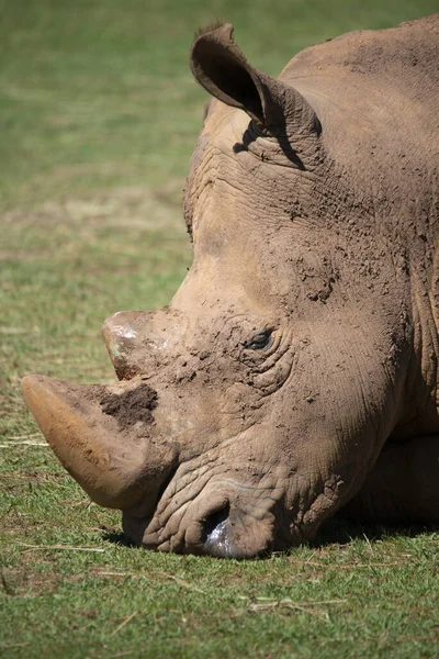 Nashorn Läuft Und Frisst Frisches Gras Und Legt Sich Ruhe — Stockfoto