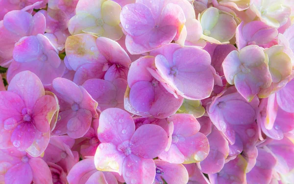 Een Close Van Verse Hortensia Bloemen Met Dauwdruppels Bloemblaadjes — Stockfoto