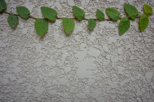 Grüner Efeu Wächst Auf Einer Weiß Verputzten Wand Als Hintergrund — Stockfoto