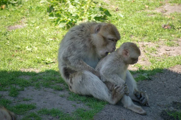 Seorang Ibu Monyet Menggendong Bayinya — Stok Foto