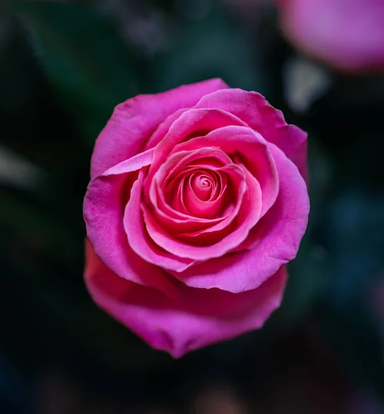 Gros Plan Rose Rose Sur Fond Vert — Photo