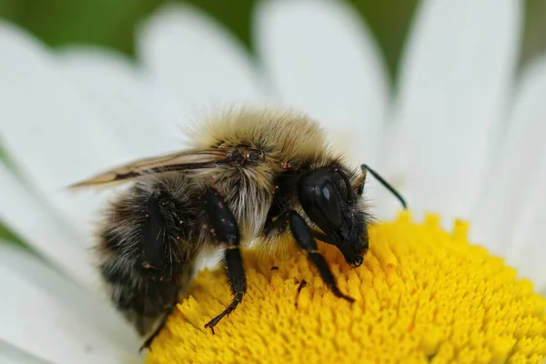 Крупный План Работницы Серого Типа Обыкновенной Кардерной Пчелы Bombus Pascuorum — стоковое фото