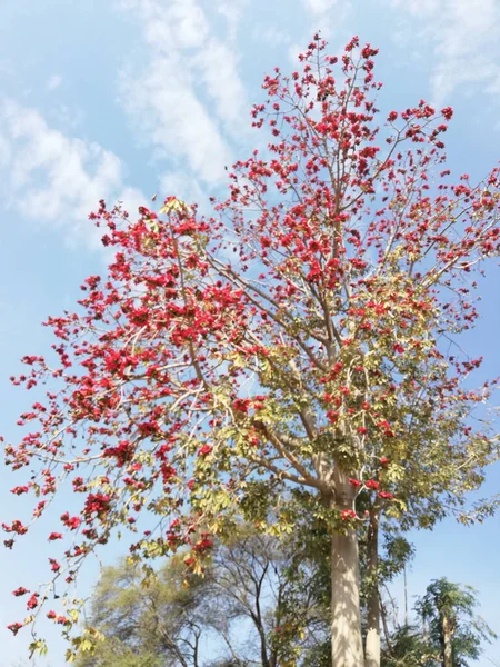 Låg Vinkel Skott Ett Blommande Träd Med Blå Himmel Bakgrunden — Stockfoto