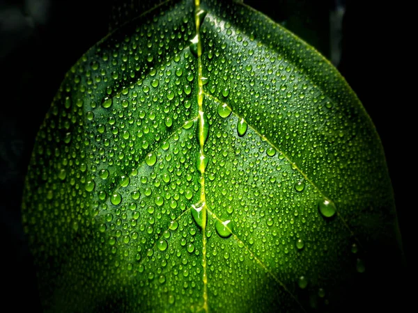 Primer Plano Una Hoja Verde Con Rocío —  Fotos de Stock