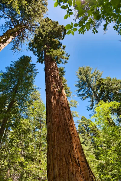 Вертикальний Низькорівневий Знімок Високих Дерев Лісі — стокове фото