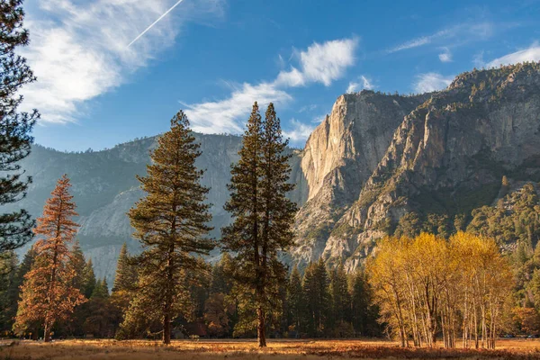 Een Prachtig Shot Van Pijnbomen Sierra Nevada Bergen Yosemite National — Stockfoto