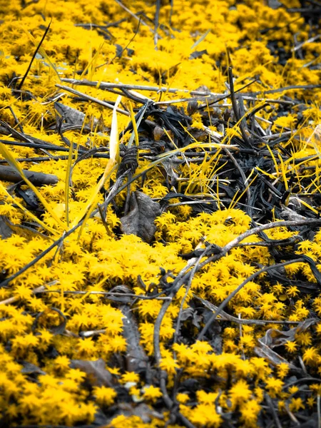 Eine Vertikale Nahaufnahme Aus Gelbem Moos Und Stöcken — Stockfoto