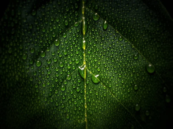 Een Close Van Een Groen Blad Met Dauw — Stockfoto