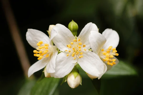 庭の美しいジャスミンの花 — ストック写真