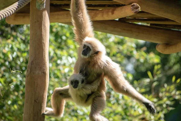 Mamma Apa Håller Sitt Barn Medan Klättrar Träpinnar — Stockfoto