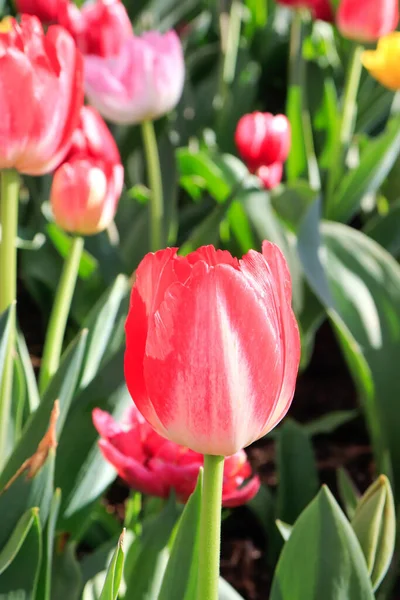 Eine Nahaufnahme Schöner Bunter Tulpen Einem Garten Sydney Nsw Australien — Stockfoto