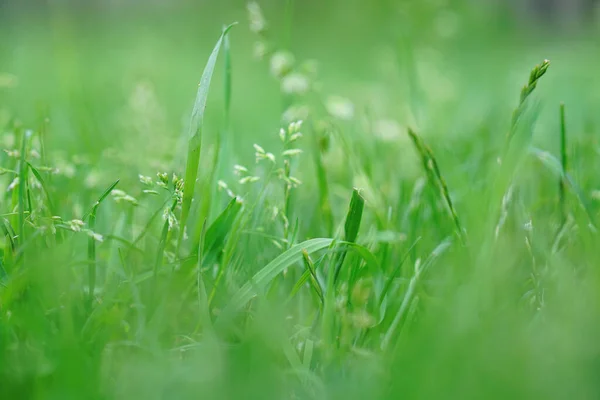 Paysage Mise Point Doux Flou Tourné Sur Herbe Verte Pelouse — Photo