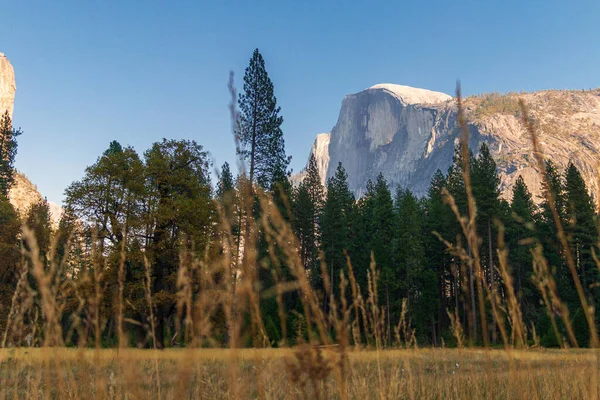 Piękne Ujęcie Sosen Gór Sierra Nevada Parku Narodowym Yosemite — Zdjęcie stockowe