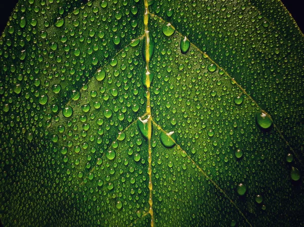 Detailní Záběr Zeleného Listu Rosou — Stock fotografie