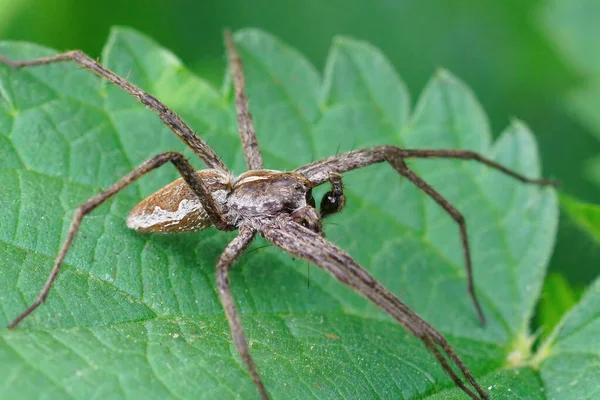 Closeup Old Aged Male Nursery Web Spider Pisaura Mirabilis Green — Stock Photo, Image