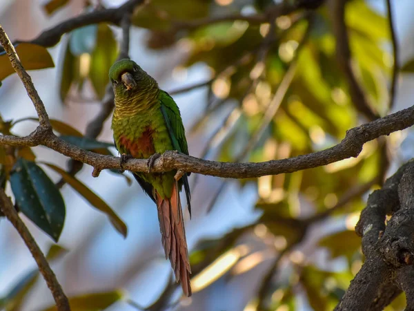 Maroon Bellied Parakeet Pyrrhura Frontalis Perching Tree Buenos Aires City — Stock Photo, Image