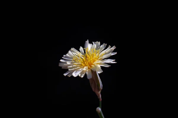 Karanlıkta Beyaz Bir Çiçeğe Yakın Çekim — Stok fotoğraf
