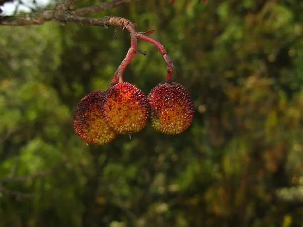 Eine Frucht Von Arbutus Unedo Dem Erdbeerbaum Auf Dem Land — Stockfoto